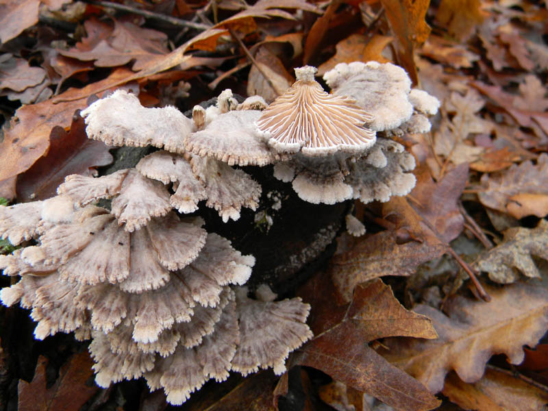 Alcuni ritrovamenti del 21.12.2010.